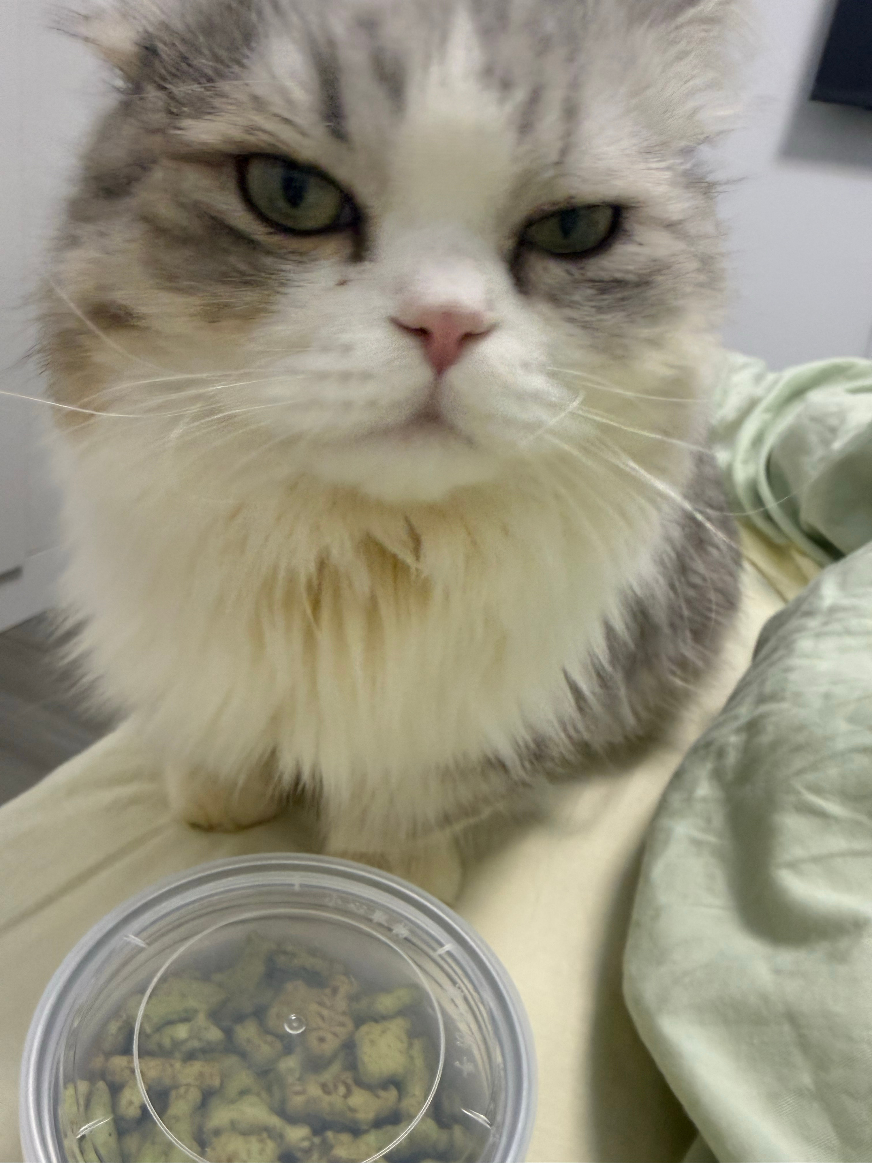 西伯利亚猛虎 