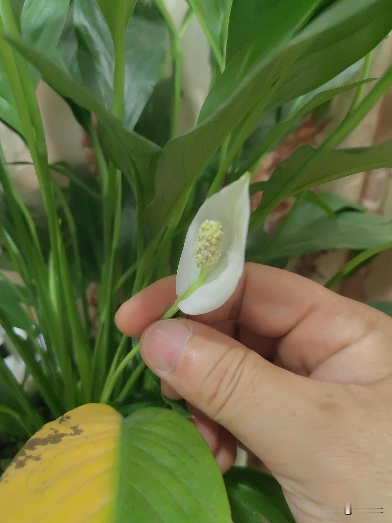 昨天下班回到家，桌子上的花头都弯下来了，赶紧倒了一杯水，今天再看头又抬起来了。