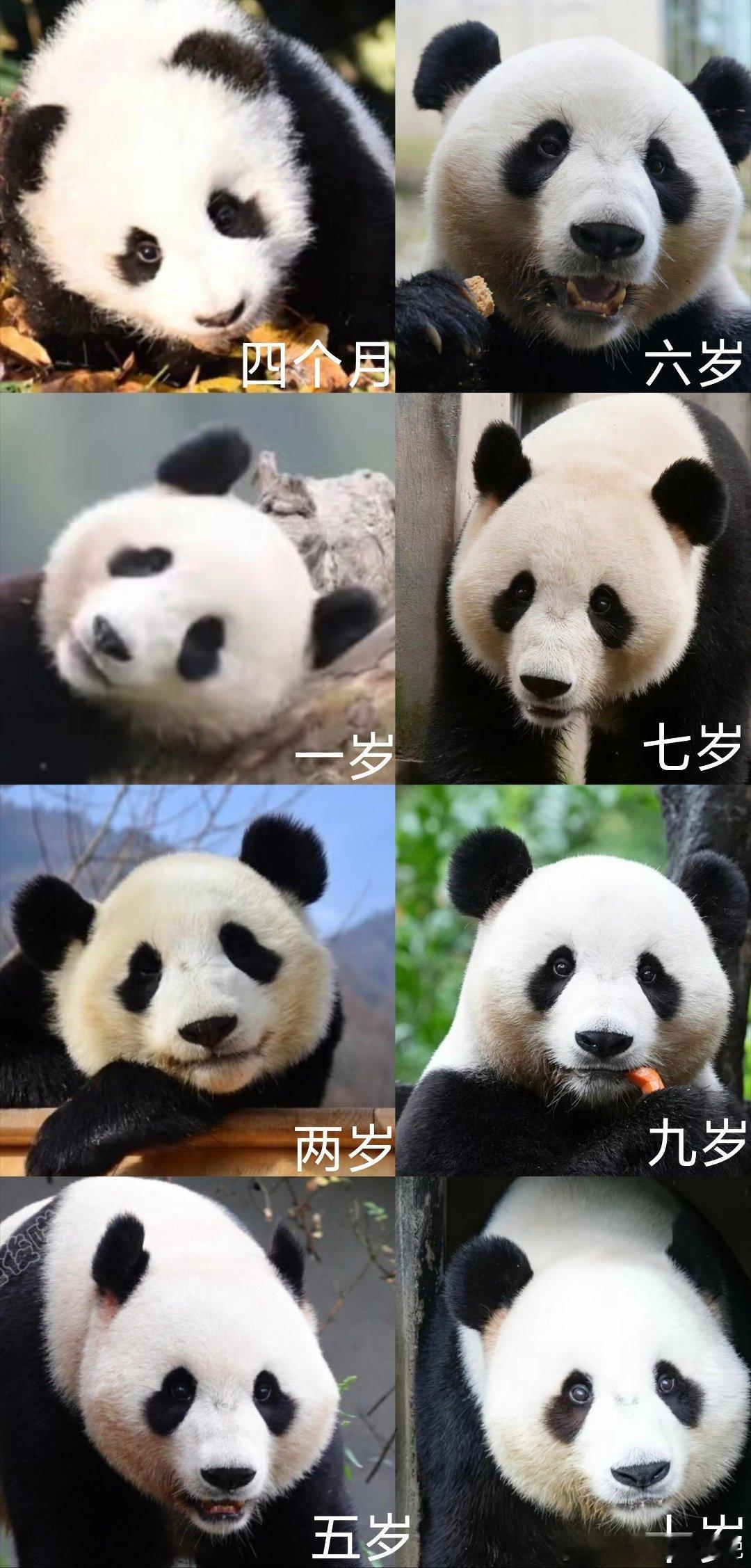 长隆大熊猫中心区暂停对外展示我们永远失去了家和！永远怀念家和！家和，男，谱系号9