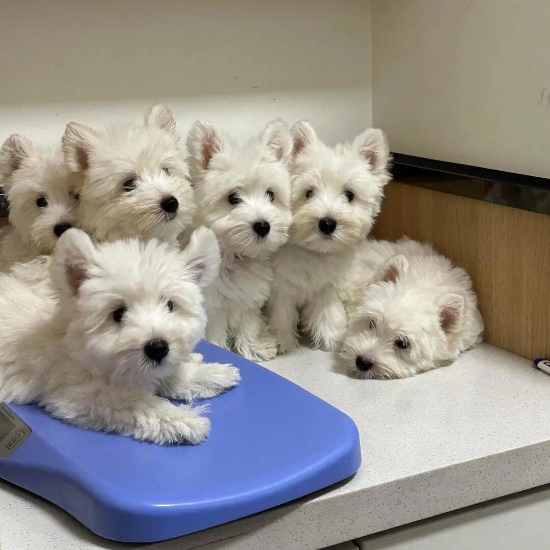 ^或许你也喜欢西高地^ 