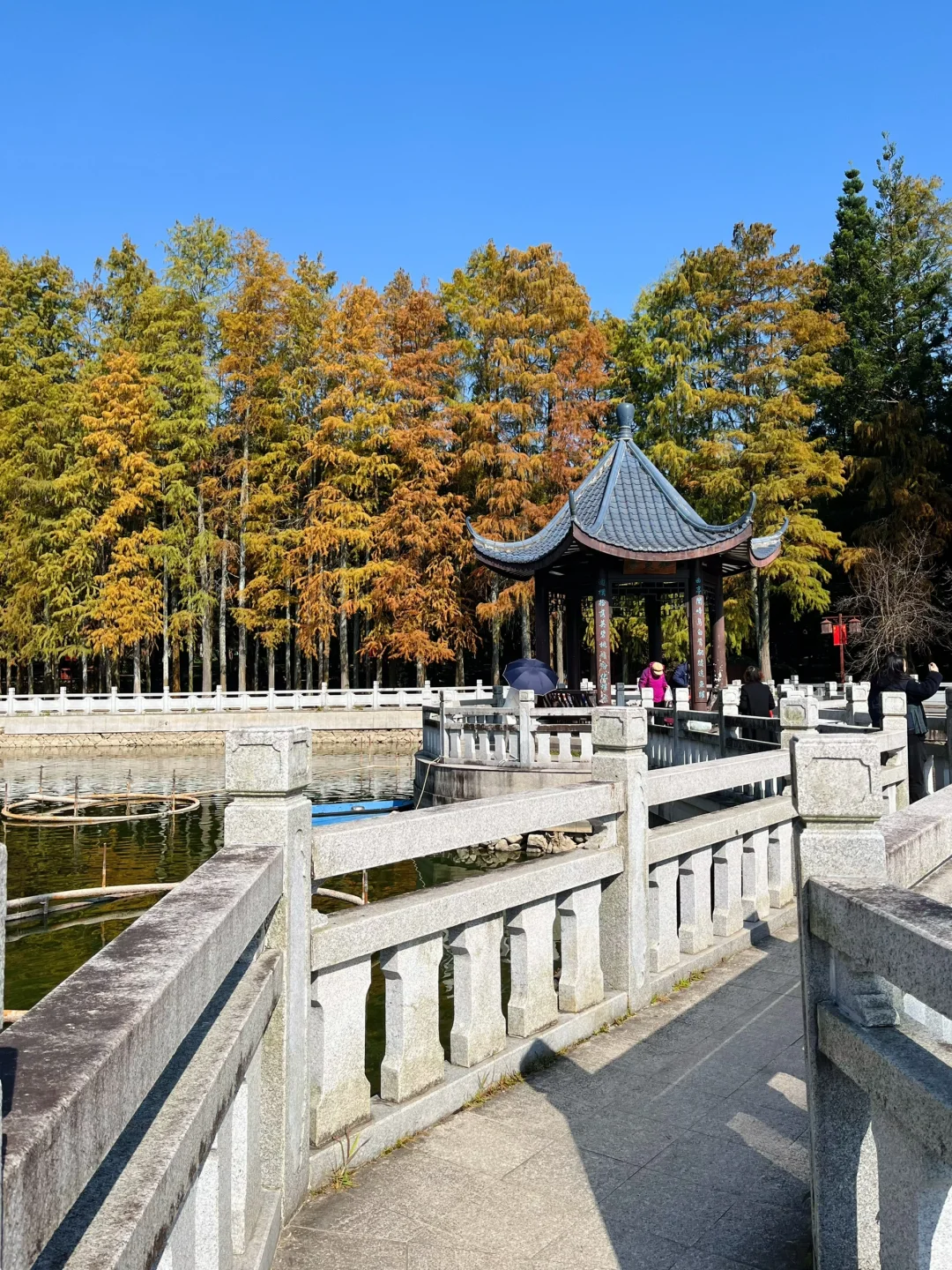 森林公园｜在没有天花板的地方享受绝美秋色