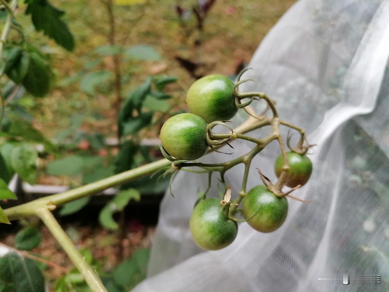 刚刚我跟老妈视频了。

从老妈去老姨家，我还没和老妈联系呢！（我从二妹那得知我妈