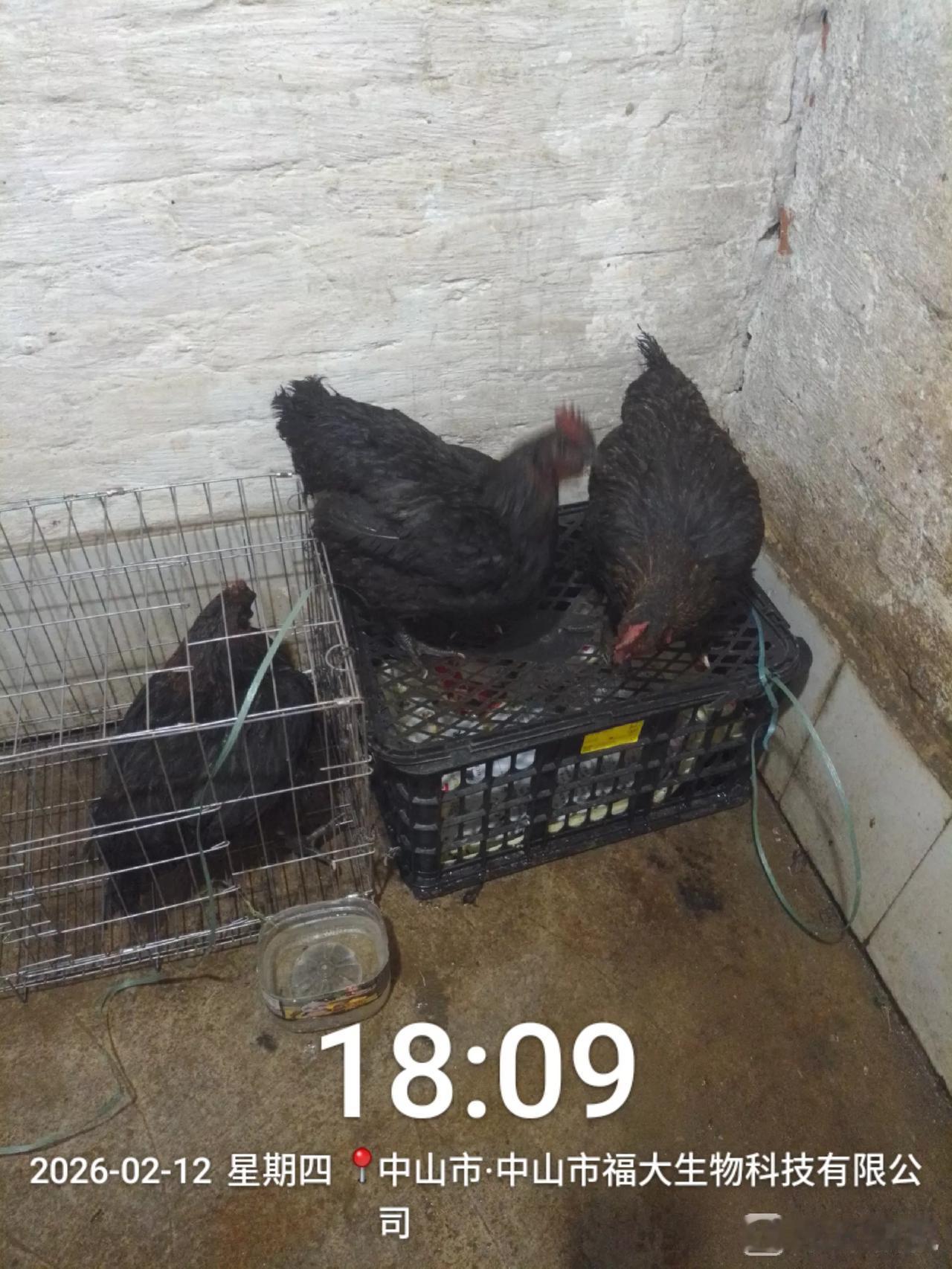 朋友前几天买了一只鸡，50块钱，吃了觉得好吃，今天又去买了3只，又拿到我住这里，