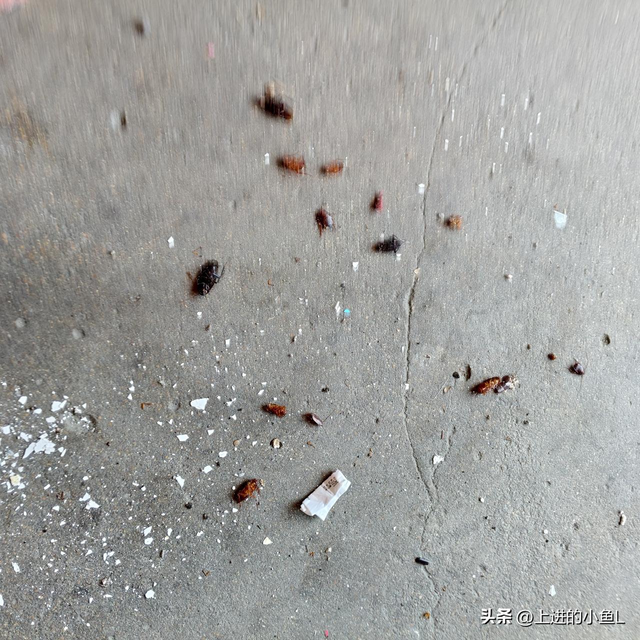 不知什么原因，这两年蟑螂横行，卖了点药一打，晕倒一大片。