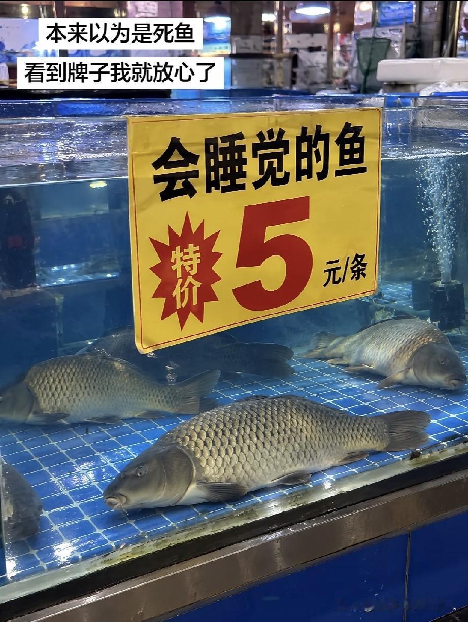 给我搞两条会仰泳的鱼[呲牙]
