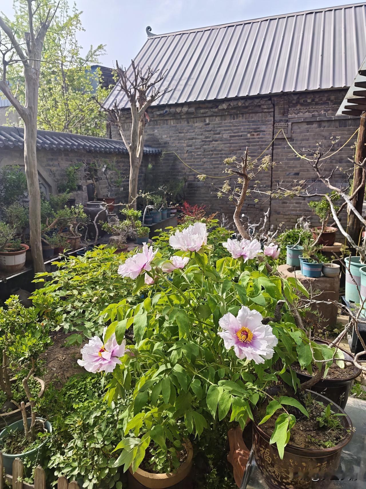 今天清明节，回到农村老家，欣喜的发现院内的一棵牡丹花开娇艳，确切地说是一棵油牡丹