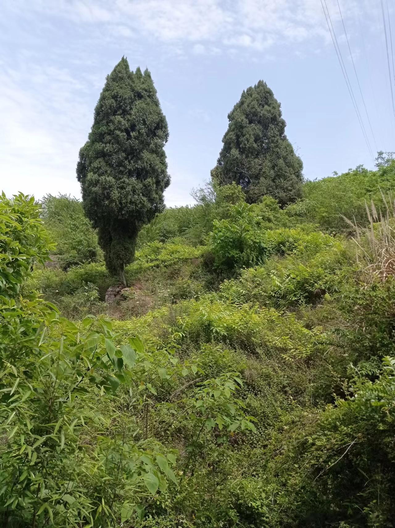 四川风光，好似迎面吹来一缕西南风。 ​​​