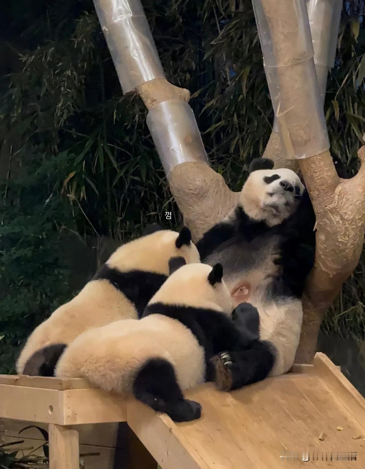 睿宝辉宝很可爱的姿势吗？这么只看到爱宝的生无可恋。


这是如何的一张图。

你
