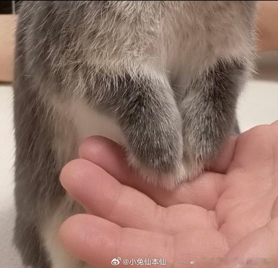 兔爪 