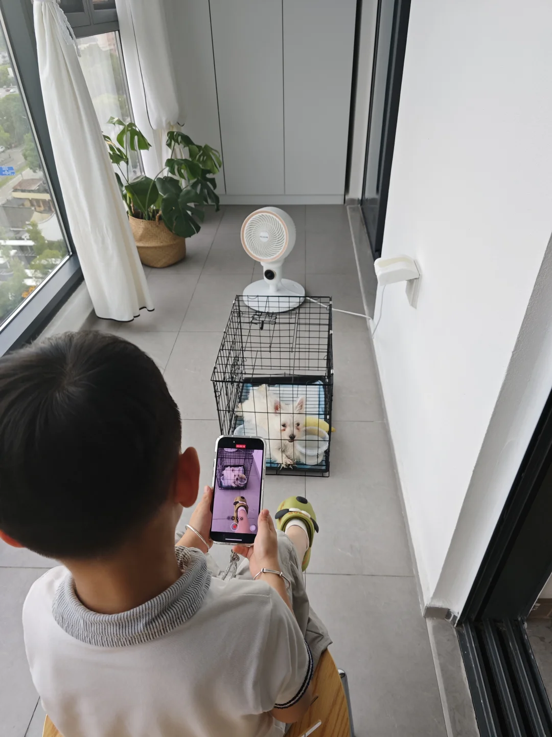 这个西高地值多少