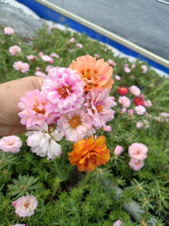 籽播太阳花穴盘苗随机30棵21.8包邮