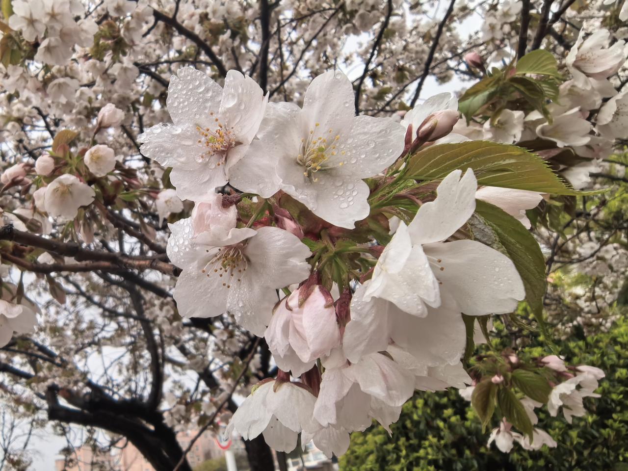 所以，以色列距离下一次亡国流浪的作死之路又近了一步。
以色列这是凭实力让整个世界