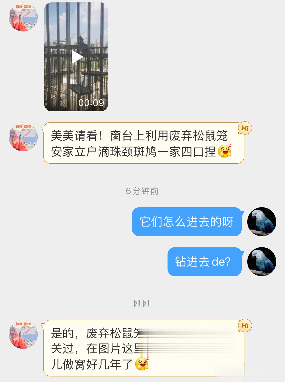 #鸟粉投稿# ？？？珠颈斑鸠是真不挑地方钻废弃的松鼠笼里筑巢生娃🙊连续好几年 