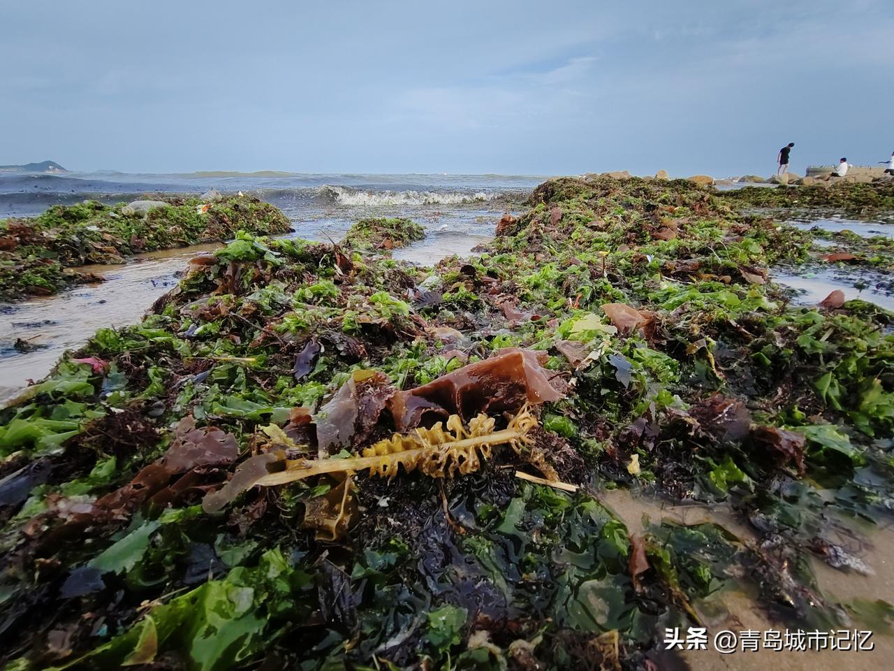 一场大雨过后，石老人海水浴场沙滩上，冲上来这么多海藻，以为是海苔，近看才看清是不