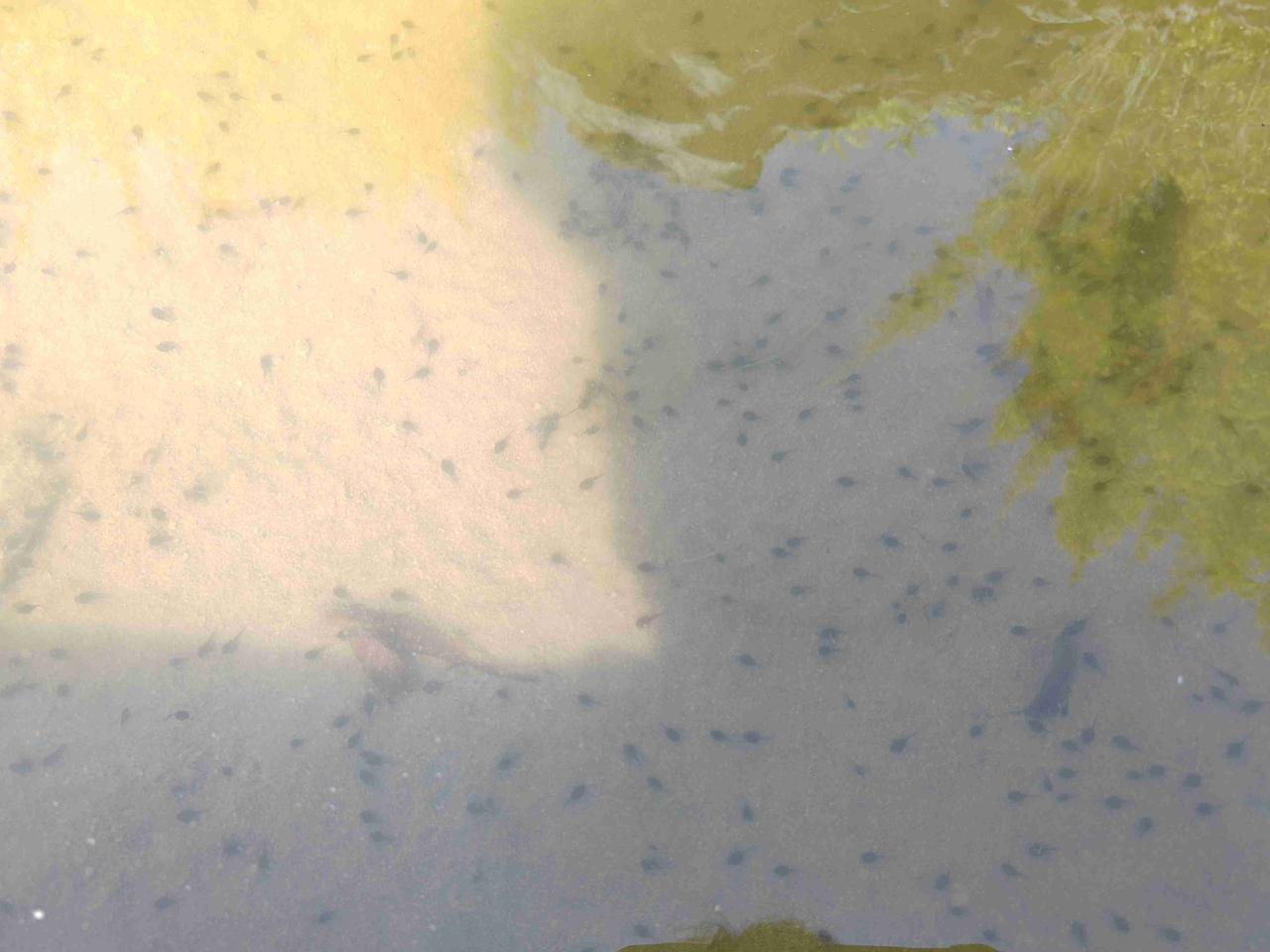 小蝌蚪来了！小蝌蚪找妈妈的前奏之慢慢长大！
带定位晒今日生活
我的今日状态：😭