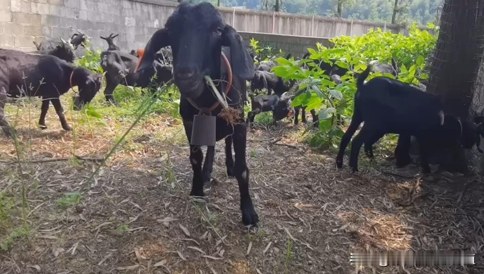 新手养殖养牛好还是养羊好?新手养殖，养羊比养牛更稳妥。养羊门槛低、投入少，草料要