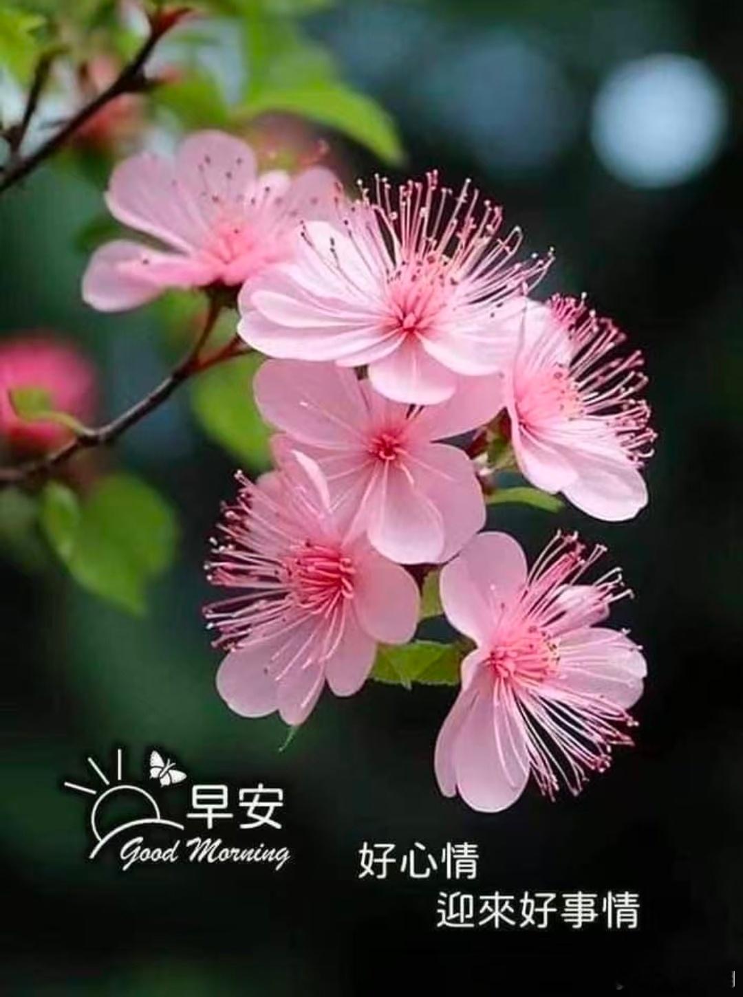 粉樱轻绽，晨光正好。早安呀，愿你带着温柔的好心情，迎接今天所有的小美好。 