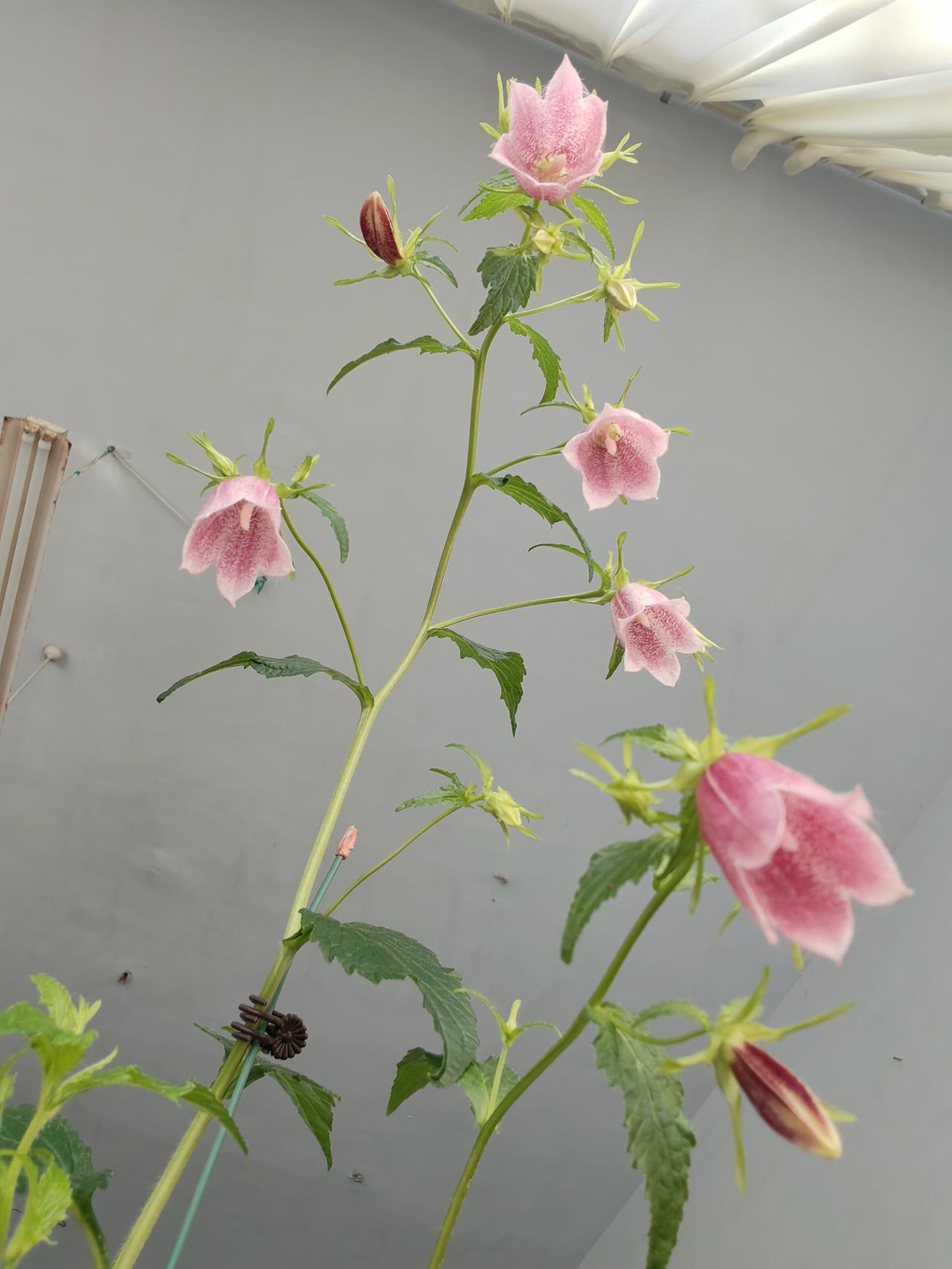 亲，
你来评一评，
第一幅图和第四幅图哪个更好看？
同事送我的花儿开放了，她说我
