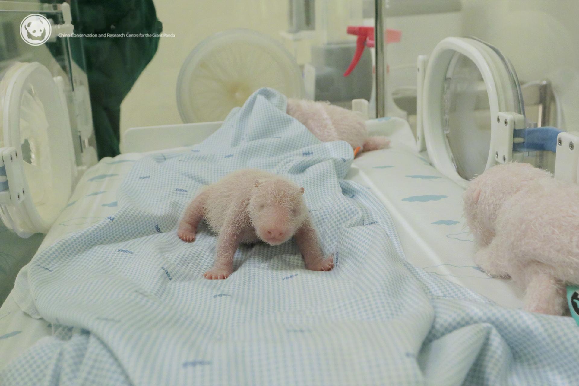 【旅印尼8年大熊猫首次产崽】印尼当地时间11月27日，我国旅居印尼8年的大熊猫“