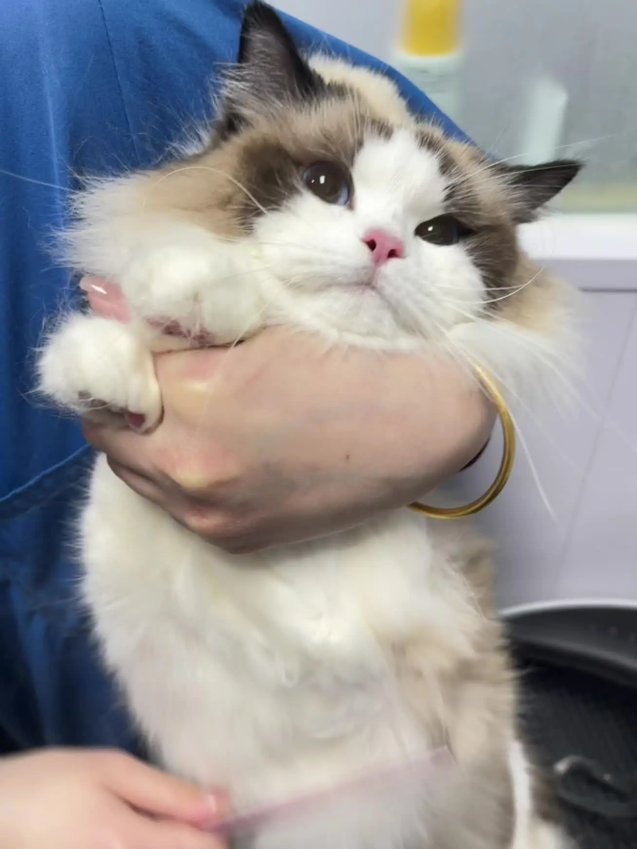 笨蛋猫