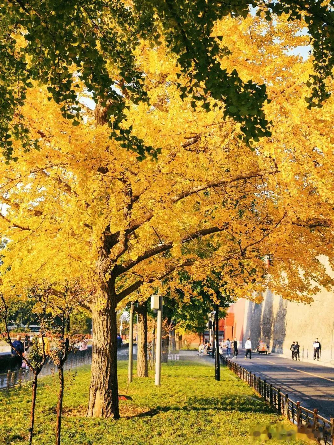 据北京气象台发布的银杏观赏指南
目前已进入银杏观赏期，市区内银杏变色指数为60%