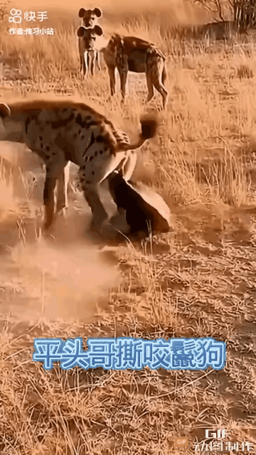 看着很解气，也很解压，平头哥深得真传，“以其人之道，还治其人之身”，让鬣狗也尝尝