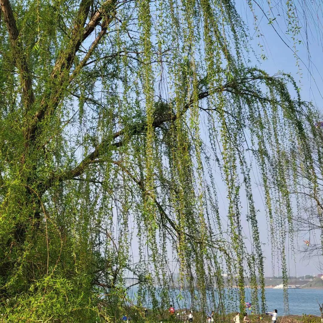 #春日生活打卡季#清明时节雨纷纷，今天正是清明节，从早上起床就发现下大雨，可为了