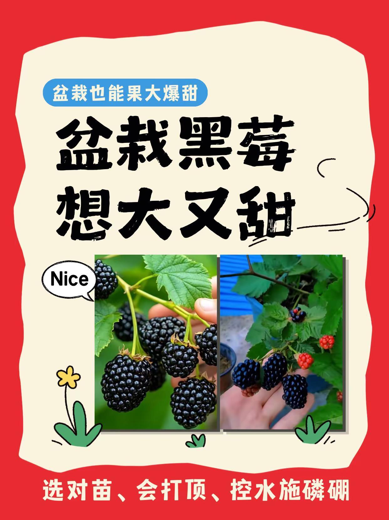 盆栽黑莓想大又甜，选对苗会打杈控水施磷硼。盆栽黑莓