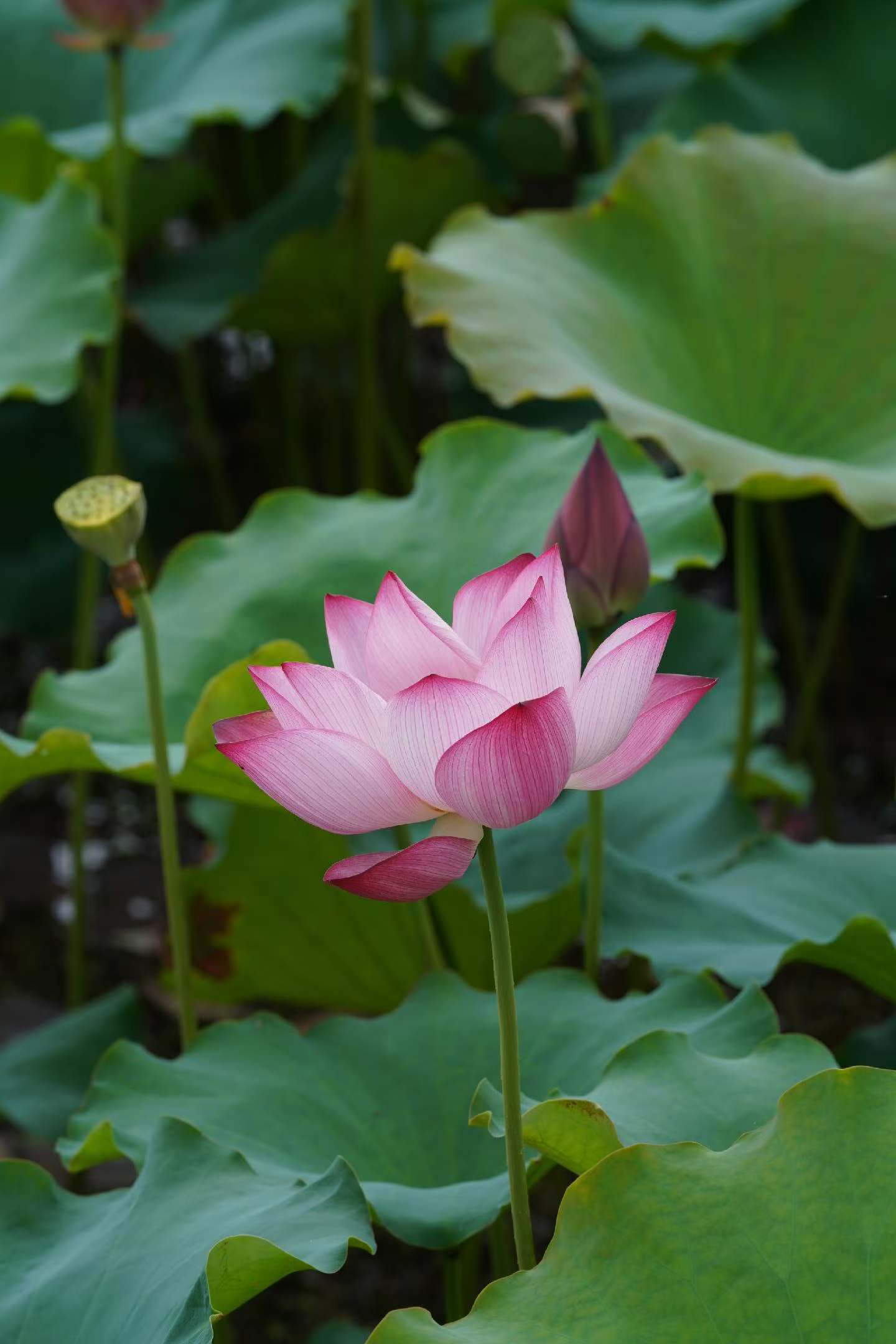 又到一年莲花盛开时～清心养性 回忆满满我的李莲花🪷 