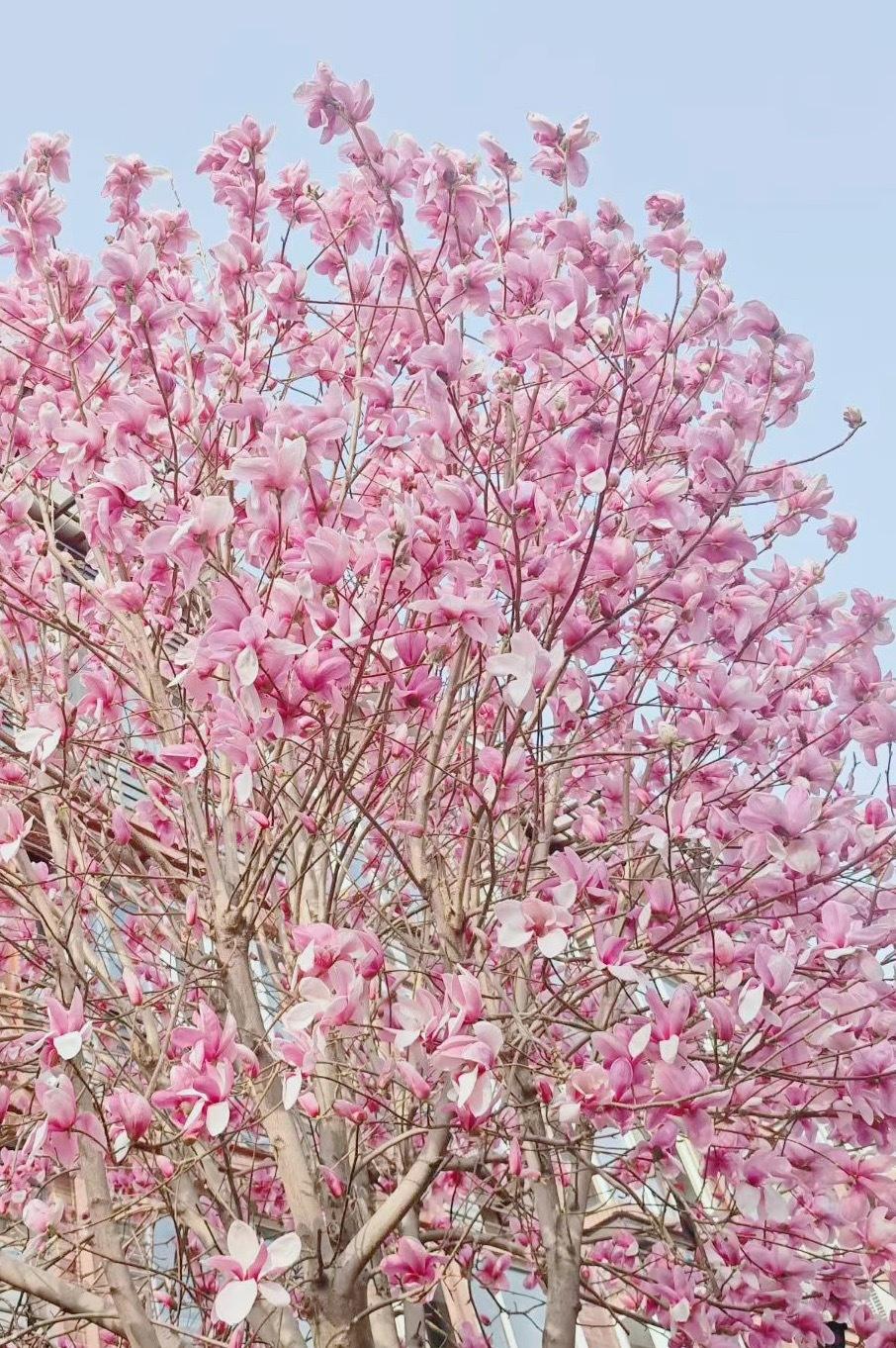 真的太有共鸣了，刷到这个话题瞬间感同身受。日常早高峰赶路，本来行人步伐就赶时间，