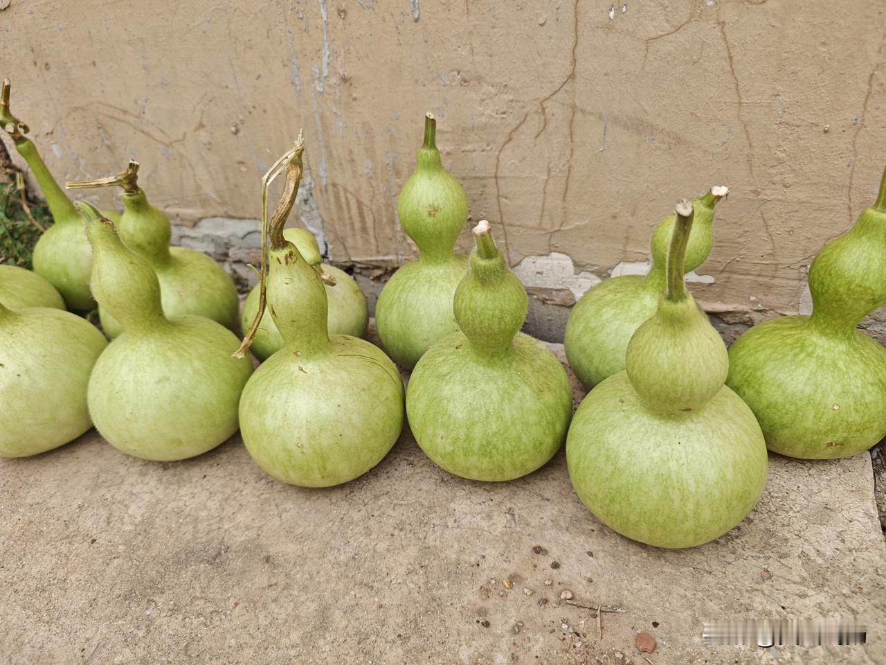 葫芦熟了，采摘……
葫芦