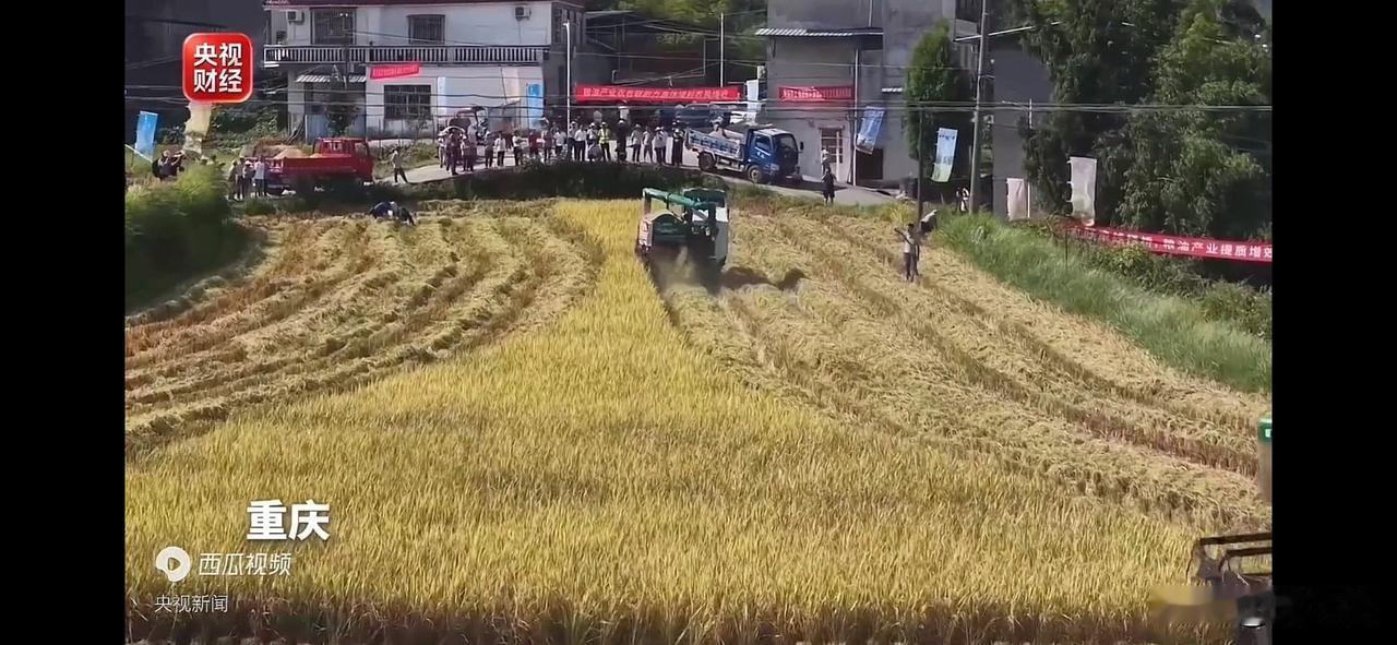 "机器替人干活"
往下看一眼英塔木镇包尔其村的那块地——两万亩连片，北斗画线，收