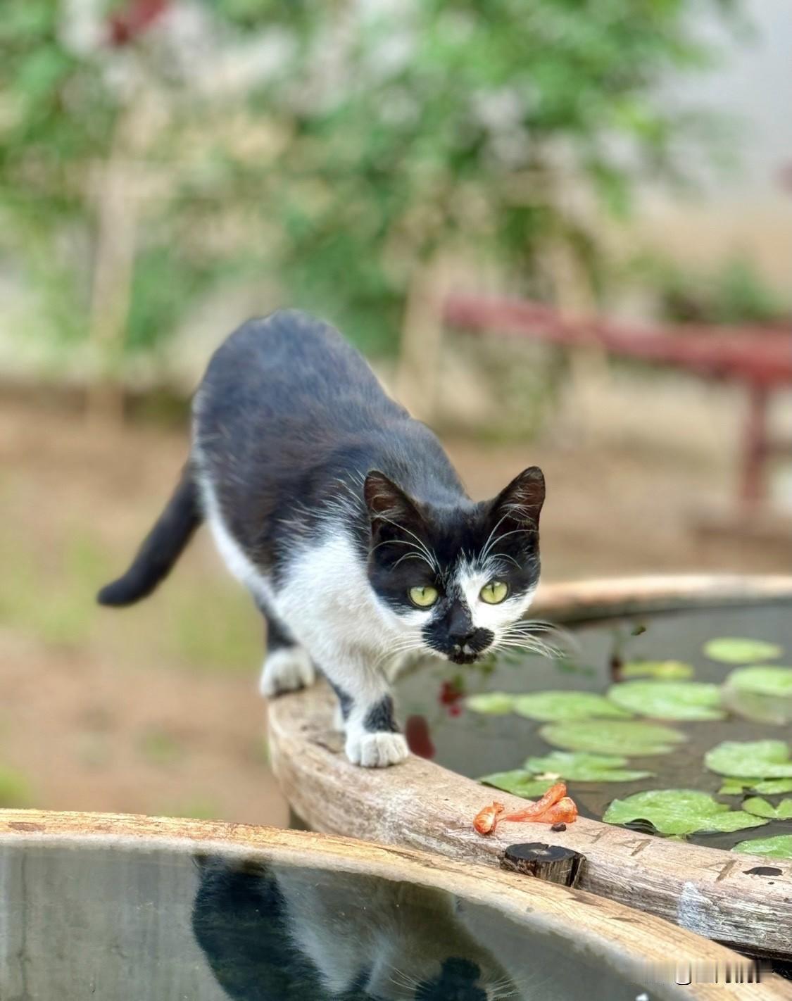 喂了很多天的流浪猫当然会记得你！这可不是我瞎掰，是有科学依据的。密歇根大学教授做