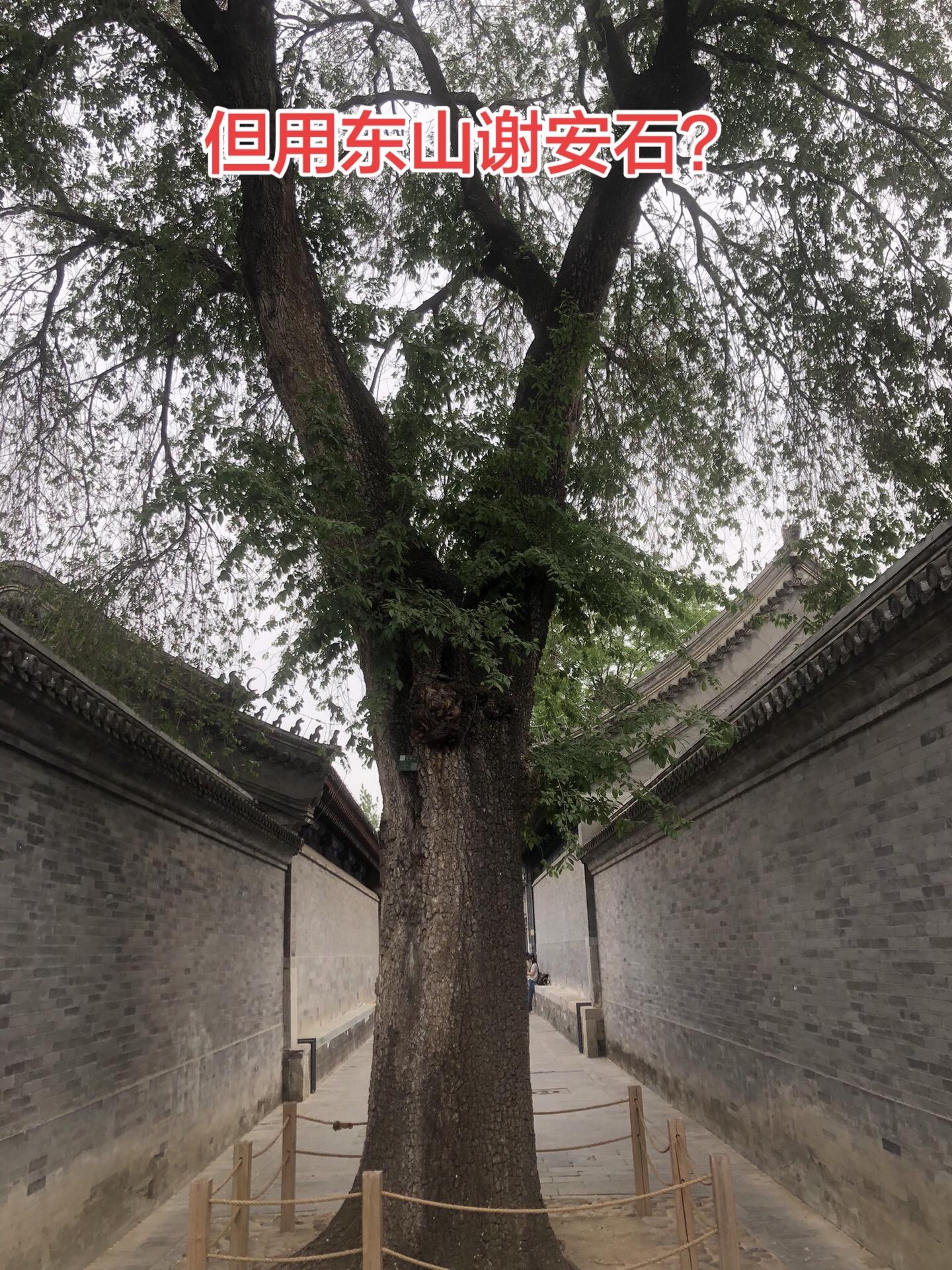 其实谢安在淝水大战中的成就完全出自于苻坚，正如朋友所说的，苻坚已经在长...