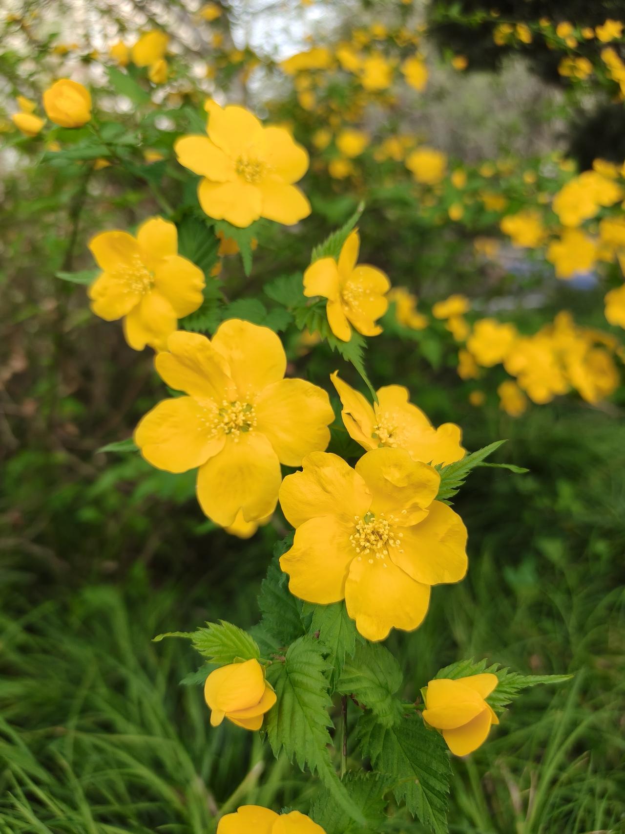 [微风]白色杜鹃花跟清明很配哦！

还拍到了一树盛开的棣棠花∠※

上次拍到这个