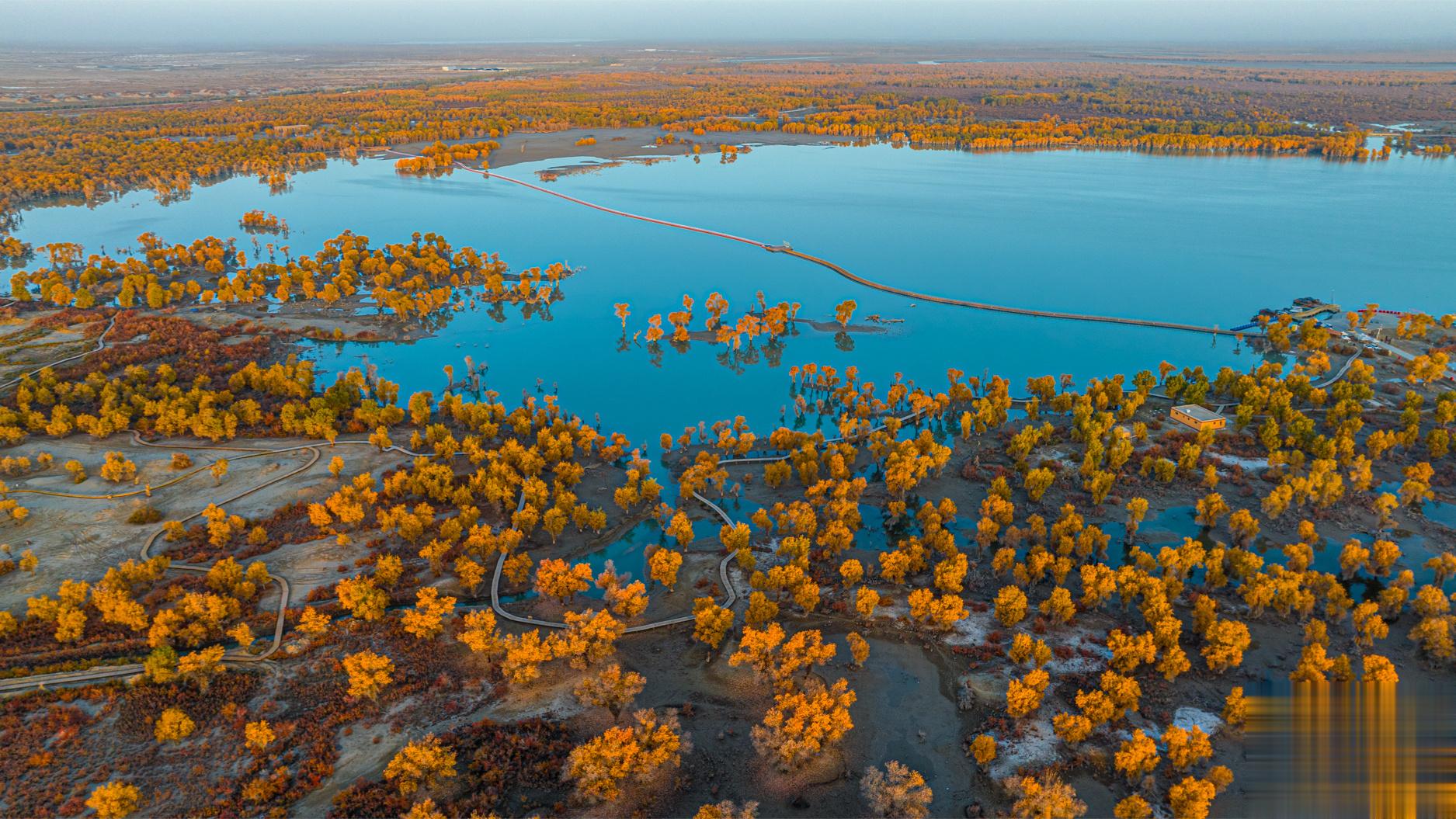 沙雅湿地 新疆｜沙雅#大美新疆#  