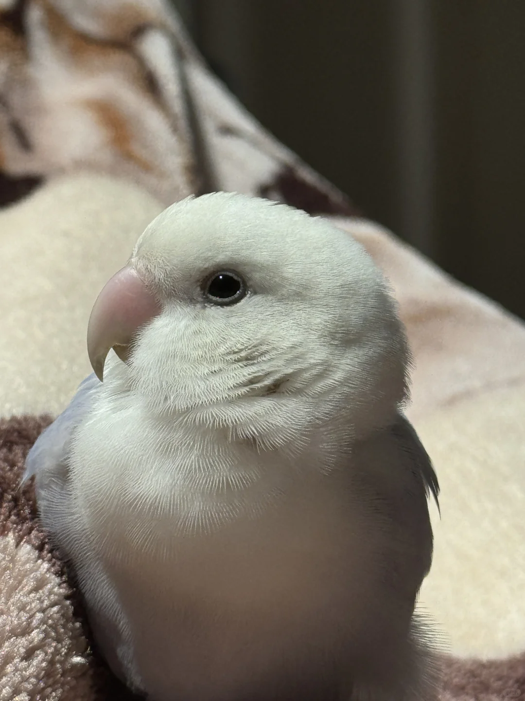 ⭕️型鸟