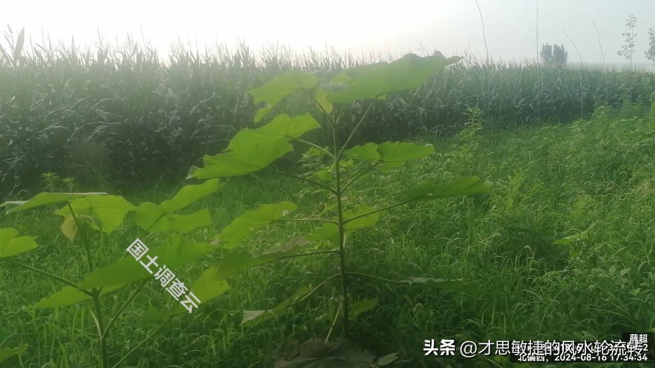 作为一个资讯爱好者，真心要夸夸头条！头条就像一座知识的宝库，无论我是想了解时事新