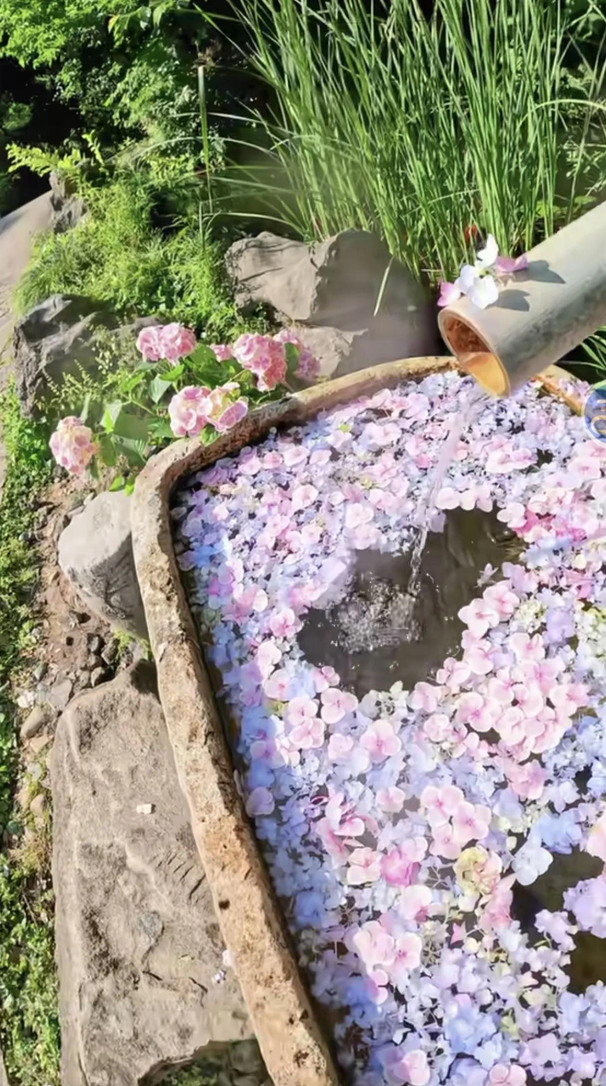 粉嫩的樱花花瓣洒满池塘，仿佛置身于浪漫花海中。🌸💦