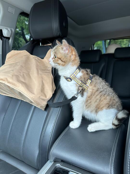 人在做 猫在看