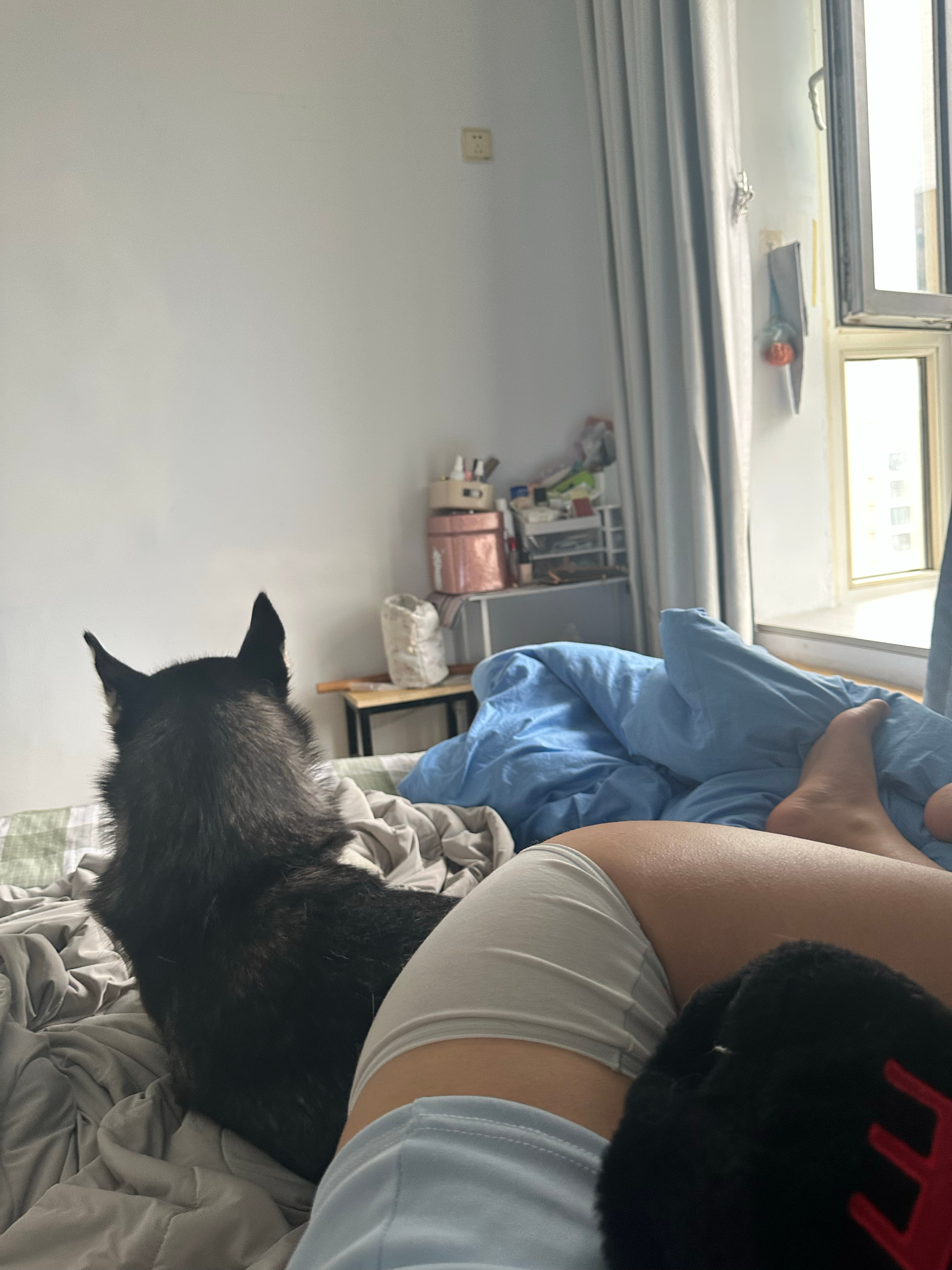 每天都要被🐕挤死了！🐕🦺都没地方睡哈哈哈哈哈 