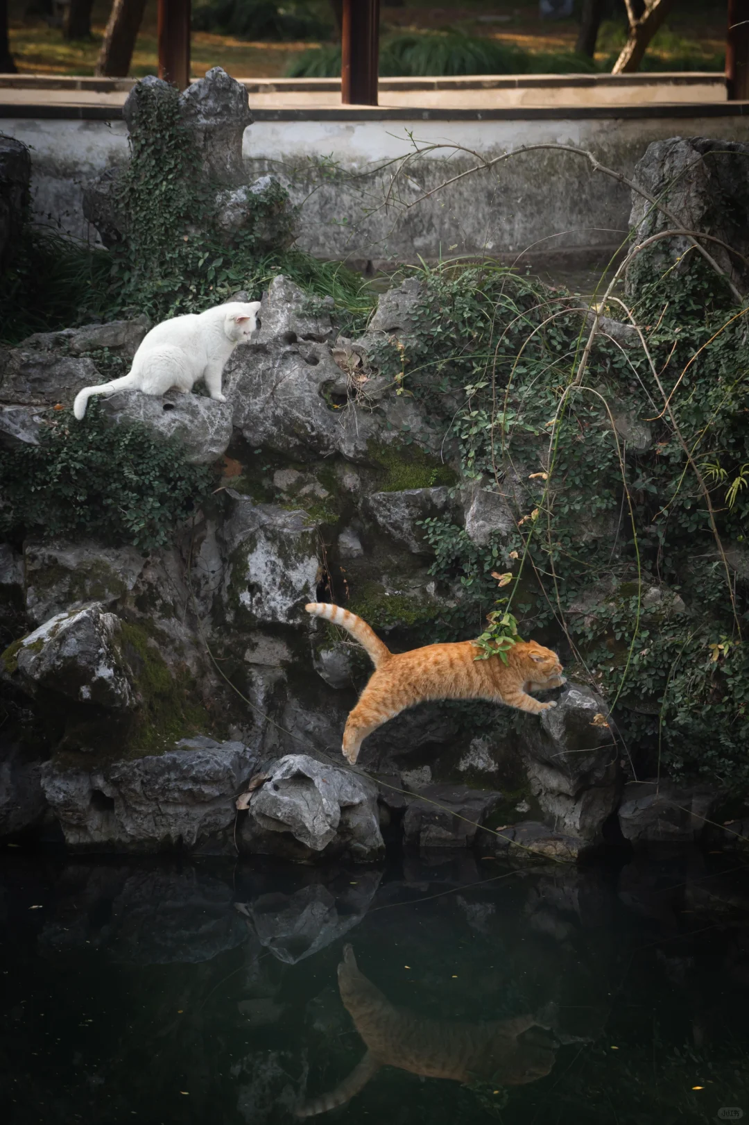 偷感很重的老咪|猫猫祟祟