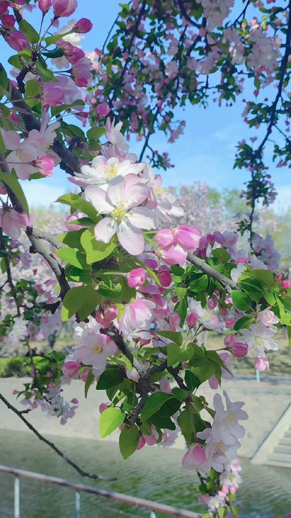 这周的每天都像周五周五快乐！！！踏青阿 大v聊车