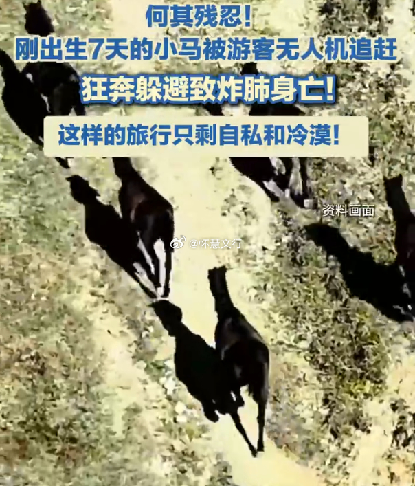 小马被游客无人机惊扰狂奔炸肺死亡 近日，新疆巴音郭楞发生一起无人机惊扰牲畜致死事
