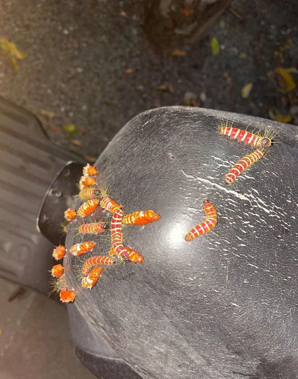 这是什么虫子啊？
电瓶车上爬了很多，怪瘆人的，
车都不想要了…