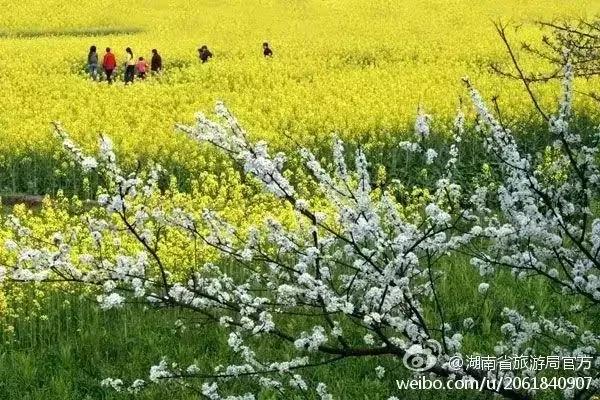 七律赏 春通韵
东风袅袅入千家，
信步郊原赏物华。
草色初匀新涨绿，
梅英半落尚