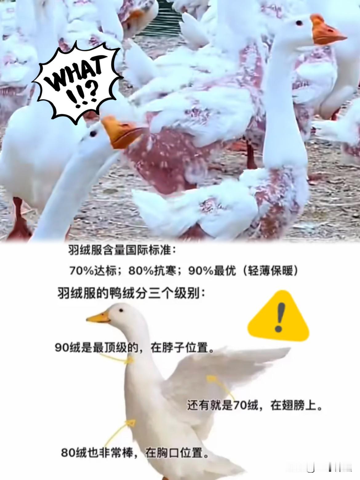 长见识了！

今天才知道这件事

强烈建议大家：赶紧脱掉羽绒服，没买的也别买了！