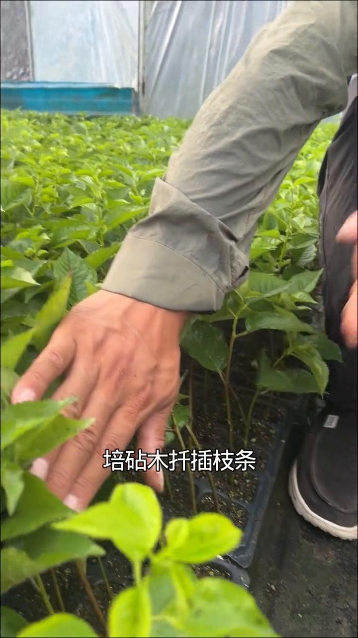 扦插一代脱毒吉塞拉17号砧木苗。
大家如果想大面积发展大樱桃品种，又担心组培苗的