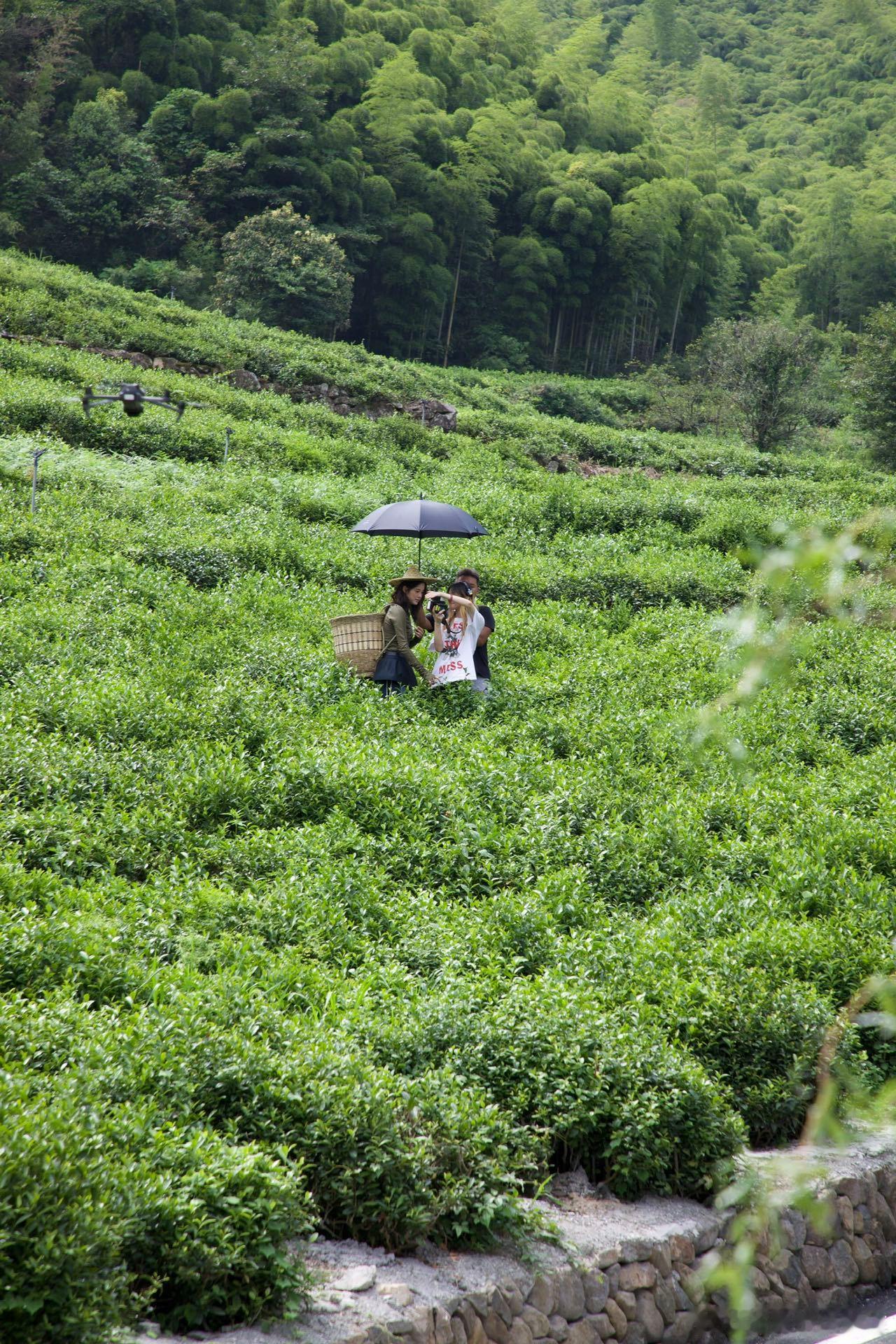 #茶园偶遇欧阳娜娜# 网友茶园偶遇欧阳娜娜，采茶姑娘娜比高级又接地气，好美的一张