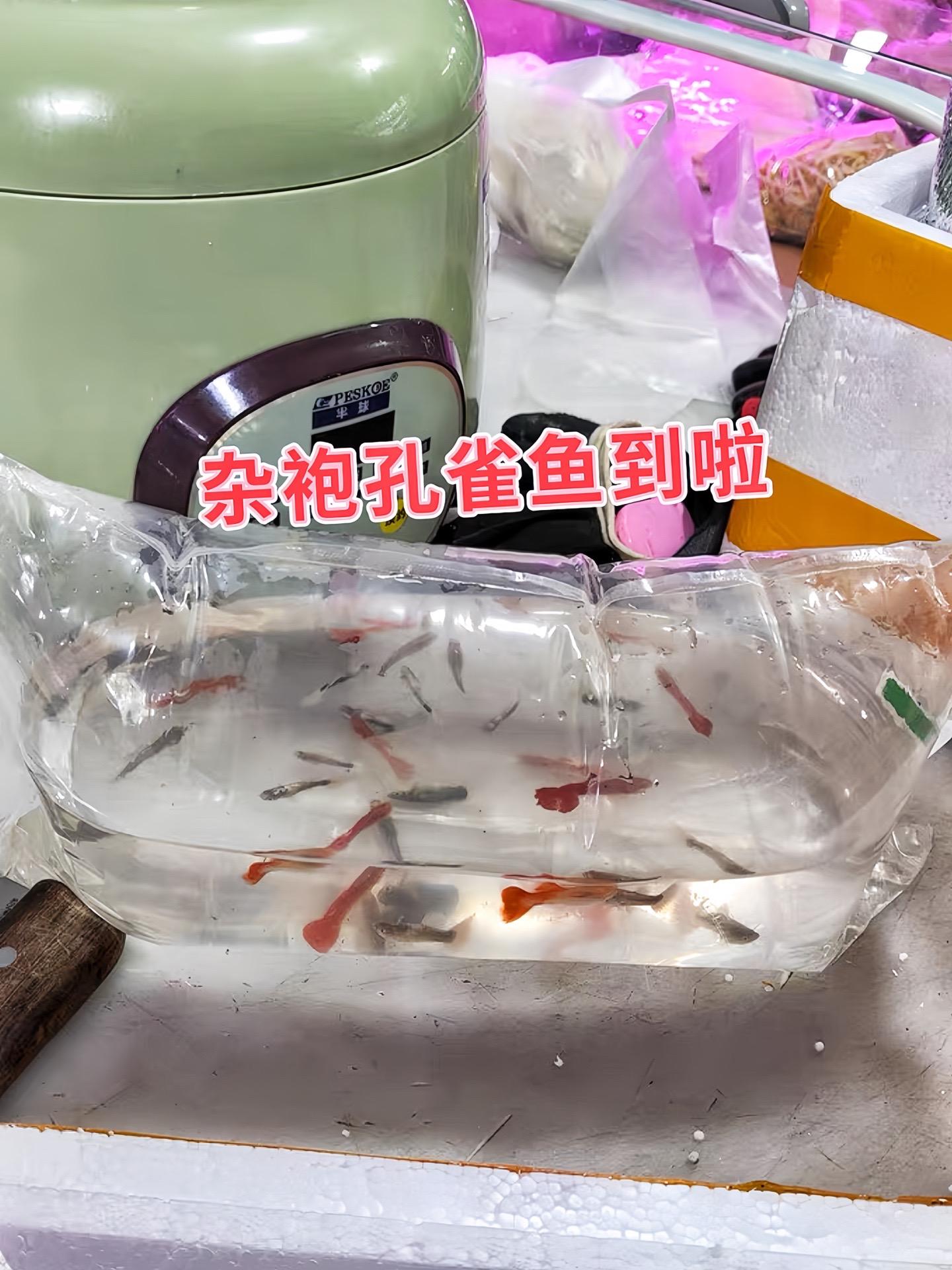 鱼总怕养不活？杂袍孔雀鱼体质超坚韧，是水族界的生存大师。对水质要求宽松...